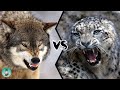 GREY WOLF VS SNOW LEOPARD - Who would win?