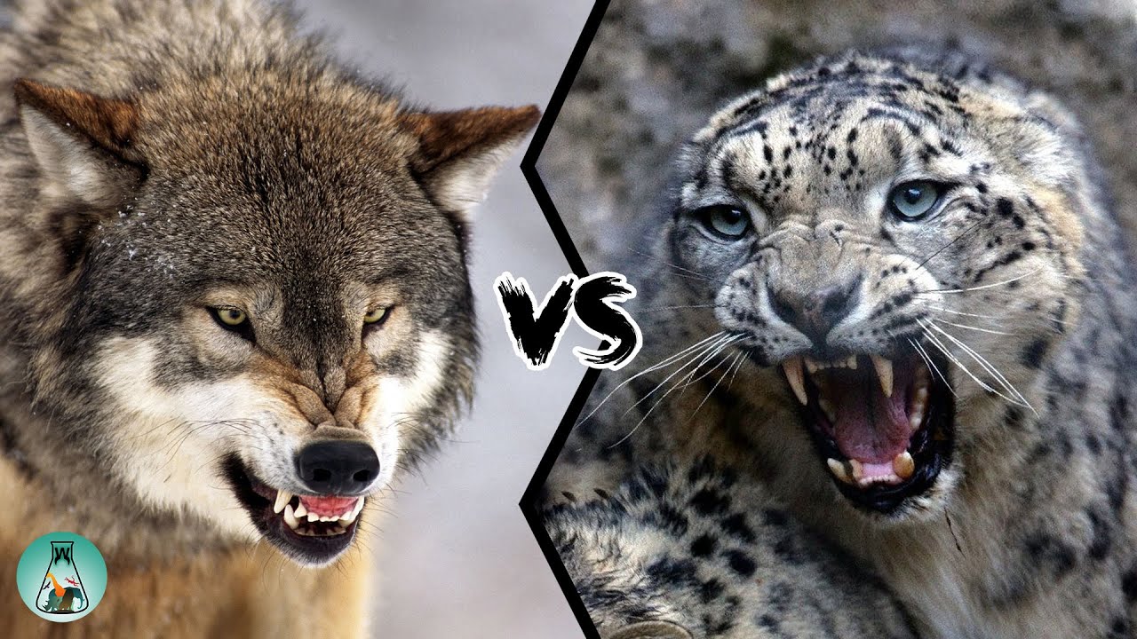Featured image of post Leopard Wolf Hybrid And that is the truth
