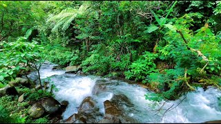 The Best Relaxing Nature Sounds, Forest River Flowing, Birds Chirping, ASMR