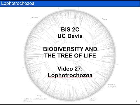 Video: Verschil Tussen Lophotrochozoa En Ecdysozoa