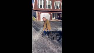 Dog training with a Newfoundland