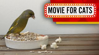 Movie for Cats - Greenfinch and Sparrows (Bird video for Cats to watch) 4K