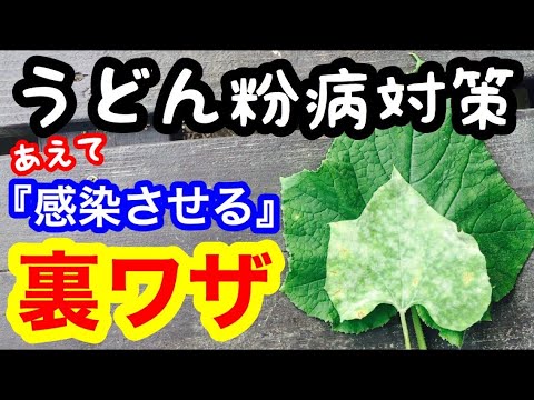 うどん粉病の対策方法『あえて感染させる裏技』【原因と重曹水・酢液を使った治し方】