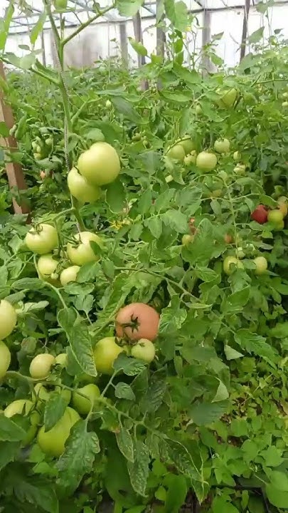 Первый урожай 🍅 в этом году. Пинк Буш#помидоры #томатывтеплице #огород ...