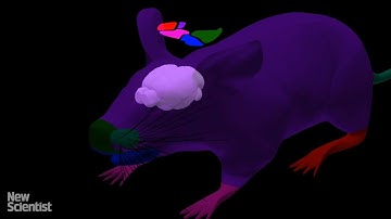 Digital mouse brain interacts with virtual body