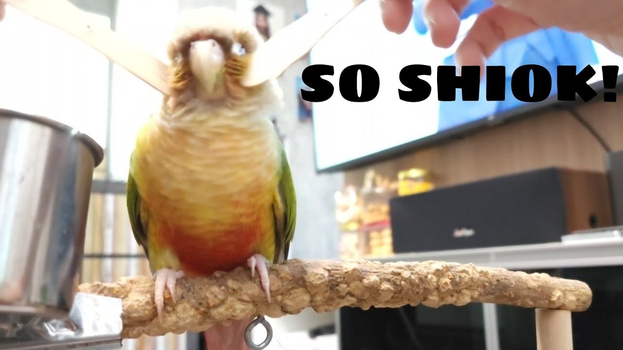 Parrot enjoying scritches from popsicle stick 😊 YouTube