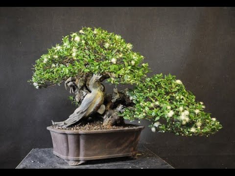 Flowering Myrtle Bonsai Tree