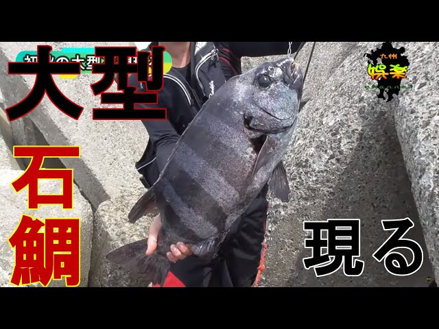 石鯛釣り】初秋の大型石鯛現る66.3cm 4.95kg - YouTube