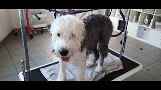 Bobtail Luna beim Hundefrisör / Bobtail at the dog groomer #grooming by Hundefriseur Salon Hundeliebe 2,496 views 2 years ago 4 minutes, 28 seconds