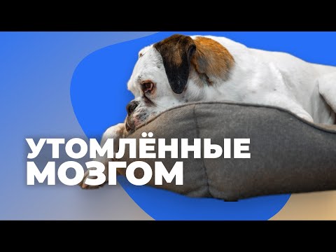 Утомить собаку 🐶 Как правильно и быстро измотать щенка 🐕 Почему не устает на прогулке бесится дома 🐩