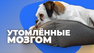 4 СПОСОБА УТОМИТЬ СОБАКУ ПРАВИЛЬНО 🐶 Как правильно измотать щенка 🐕 Почему не устает бесится дома 🐩