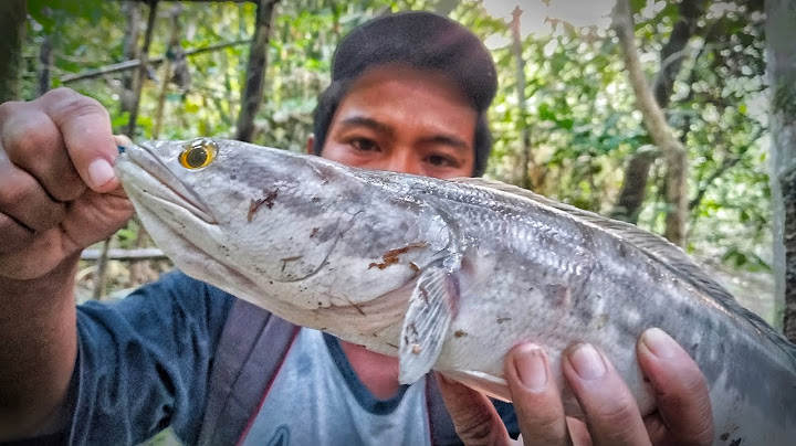 2 hari petualangan berburu ikan di hutan dan di hajar ikan monster