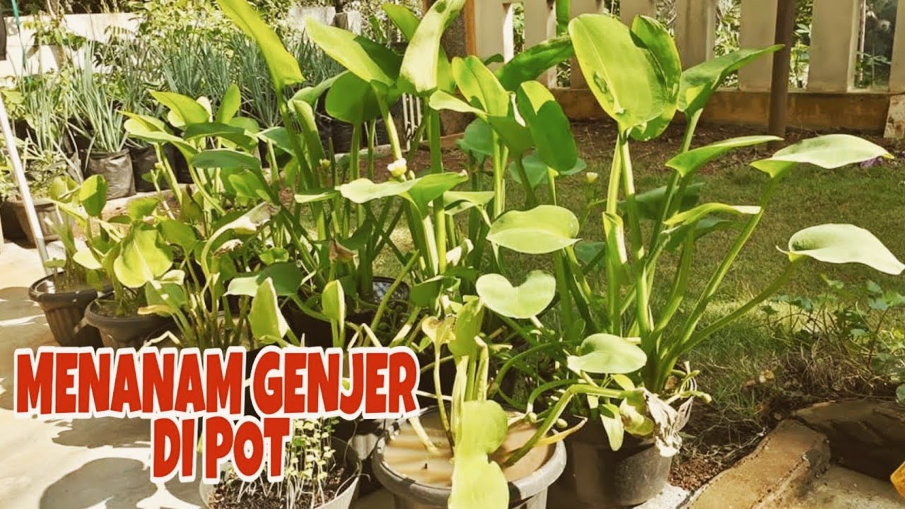 Genjer ternyata bisa ditanam di pot loh ...
