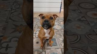 Вива стаффи, это адыкватно?😂 #собакаулыбака #staffy #staffylovers #staffie #юмор #собаки #бультерьер