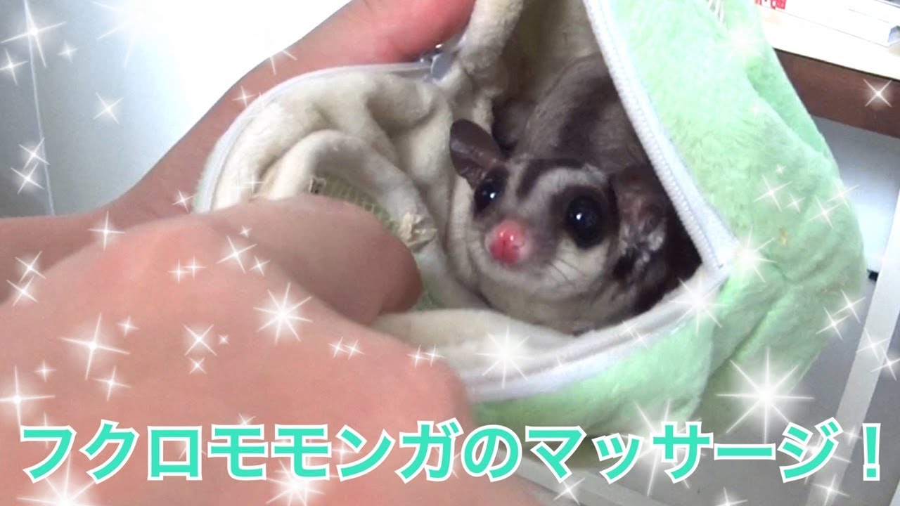 フクロモモンガのマッサージタイム Sugar Glider Goes To Sleep Being Massaged Youtube