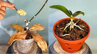 Всего 1 ложка! Каждая гнилая орхидея сразу же прорастает и очень быстро растет.