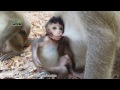 Life of monkeys Ep133, baby monkey try to walk, baby monkey trying to ea...