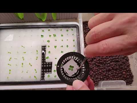 Transfer Sprout To Net Pot