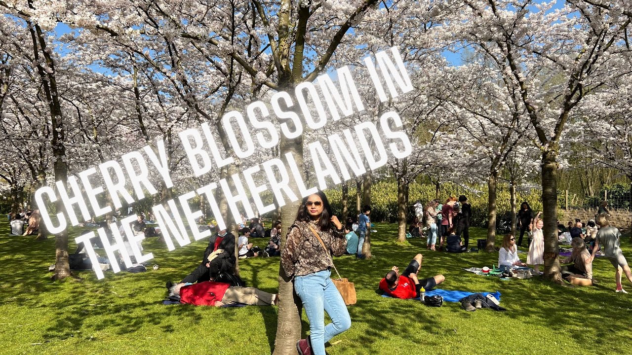 Cherry Blossom in the Netherlands Spring is in full swing
