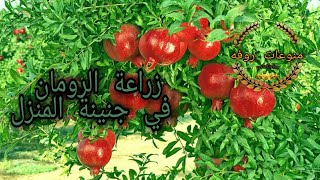 طريقه زراعة الرمان بالعقله ????