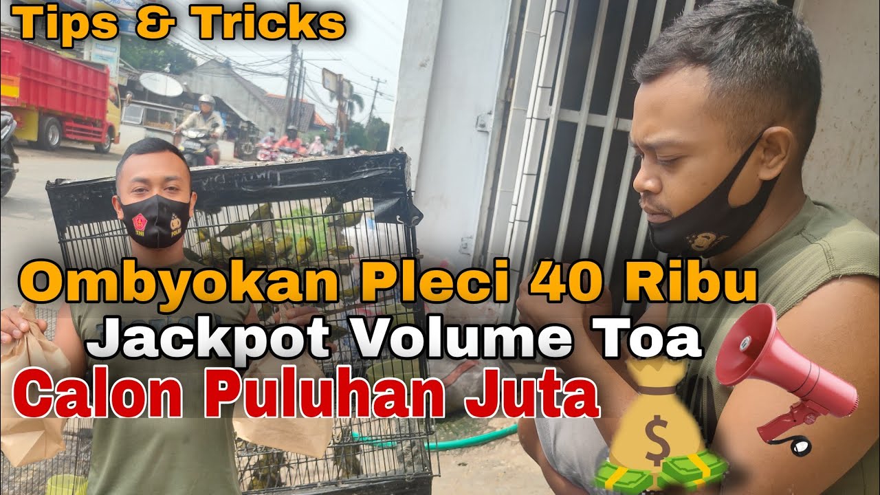 Ngombyok Pleci 40 Ribu Jackpot Volume Toa ~ Master Pleci Wahyu Da Silva