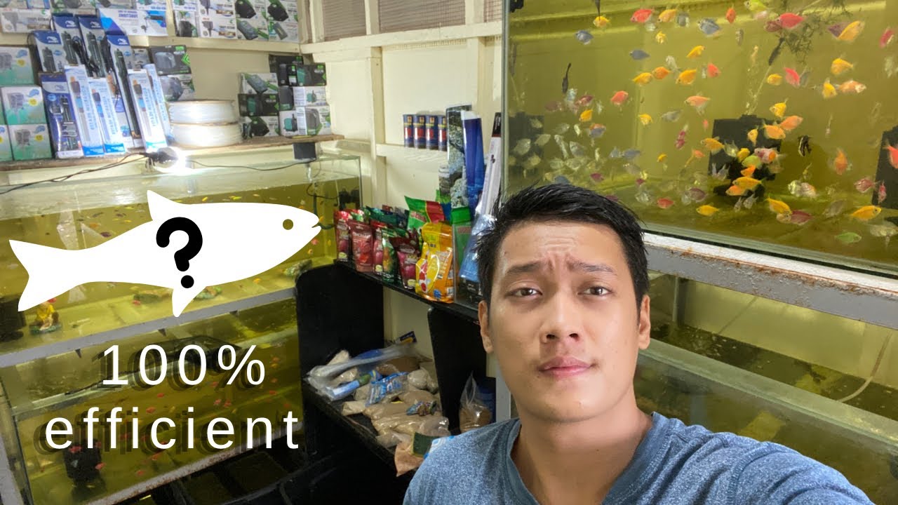 Best cleaner fish! YouTube