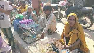 SUNDAY LALUKHET BIRDS MARKET | Urdu \/ Hindi | PBI Official