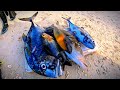 Spearfishing di desa fatkauyon  kepulauan sula  spearfishing ternate