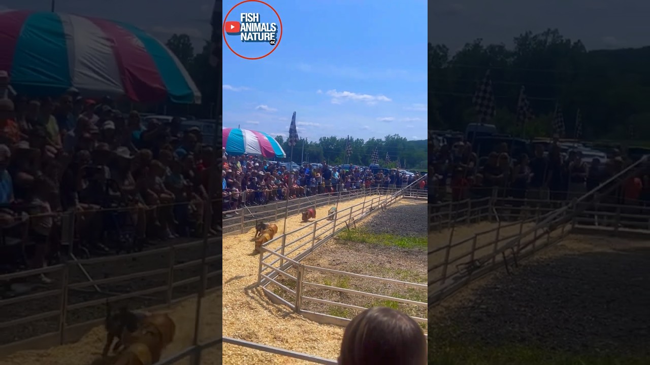 Great Wayne County Fair Piglet Race