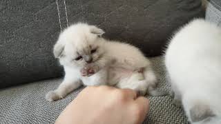 Blue Point Scottish Fold