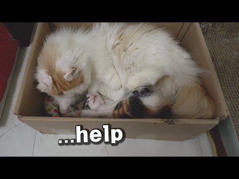 The <strong>End</strong> of a Kitten that had Teased Big Brother <strong>Cat</strong>