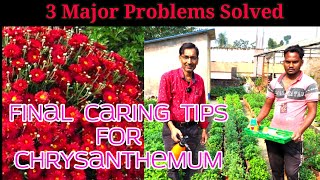 Final Caring tips for Chrysanthemum.3 Major Problems are Solved.