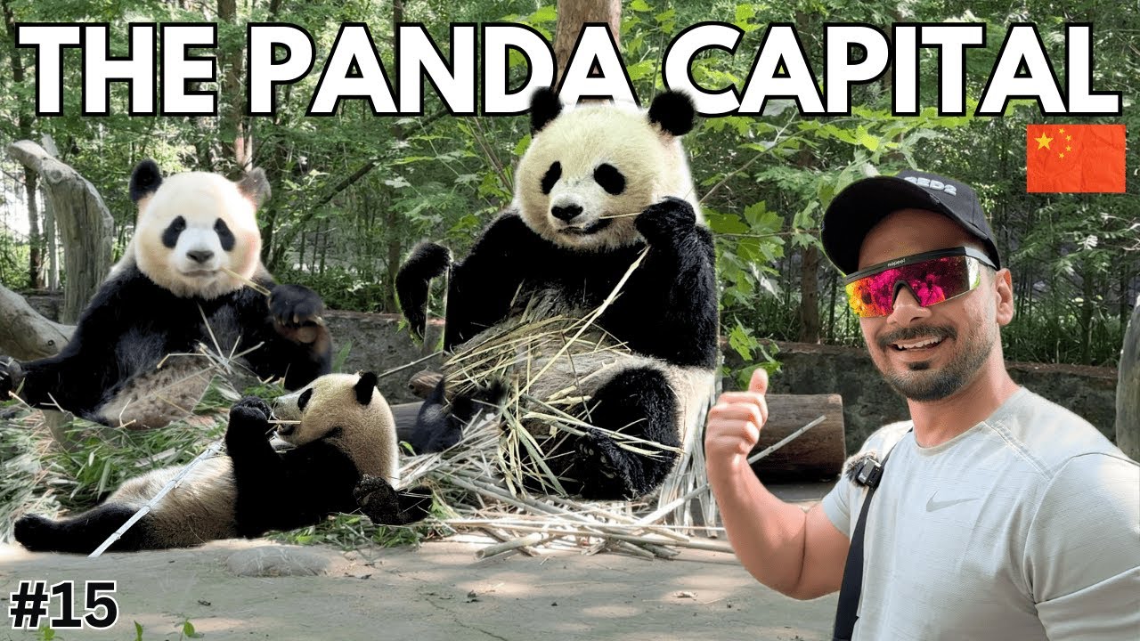 This Is Why China Is Saving Pandas | Chengdu | China 