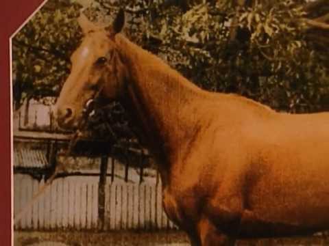Animal X Classic : The Goatman, Phar Lap \u0026 Psychic Animals 1