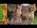 Pequeños Felinos (Parte 2) - D.A.