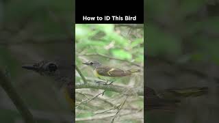 Can you identify this bird?