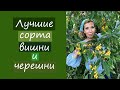 Лучшие сорта вишни и черешни