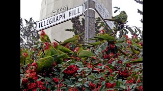The Wild Parrots of Telegraph Hill (Restored 4k) New Trailer