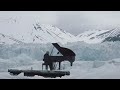 Ludovico Einaudi - Elegy for the Arctic   Official Live Greenpeace