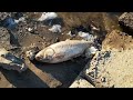 комсомольск на амуре мёртвая рыба, что случилось с ней ?