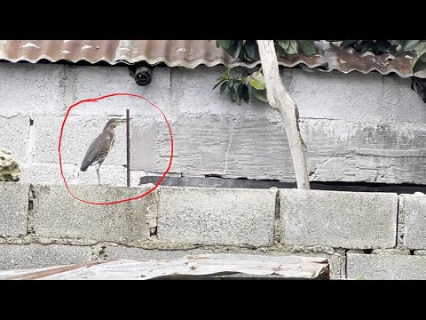 Ave de una sola pata está acabando con el criadero
