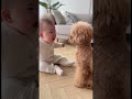 怒ってるのか💩踏ん張ってるのかどっちなんだろう？w #toypoodle #baby #赤ちゃん #cute #トイプードル #cutebaby #dog #funny #funnyvideo