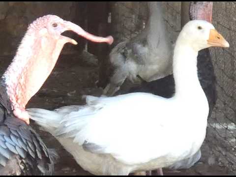 Turkey goobling sound 4k