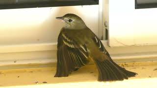 Caribbean Elaenia (Elaenia martinica martinica), Guadeloupe