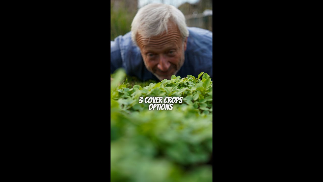 No Dig Ground Cover 3 options