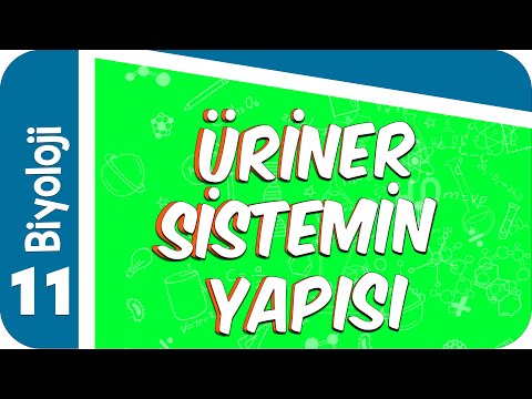 11. Sınıf Biyoloji: Üriner Sistemin Yapısı #2022