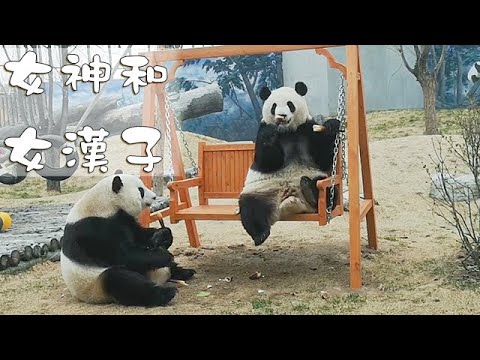 《熊貓早晚安》女神和女漢子 | iPanda熊貓頻道