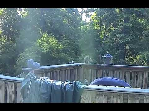 Step one of automated Squirrel deterrent