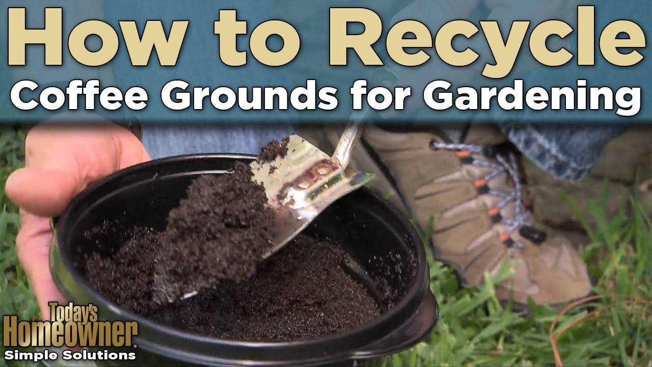 Why You Should Recycle Coffee Grounds for Gardening YouTube