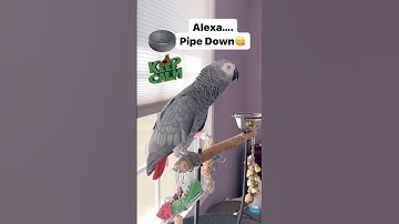 Symon says: Alexa has an attitude, WTF😂#talkingparrot #africangrey #alexa #amazonalexa #ai #birds